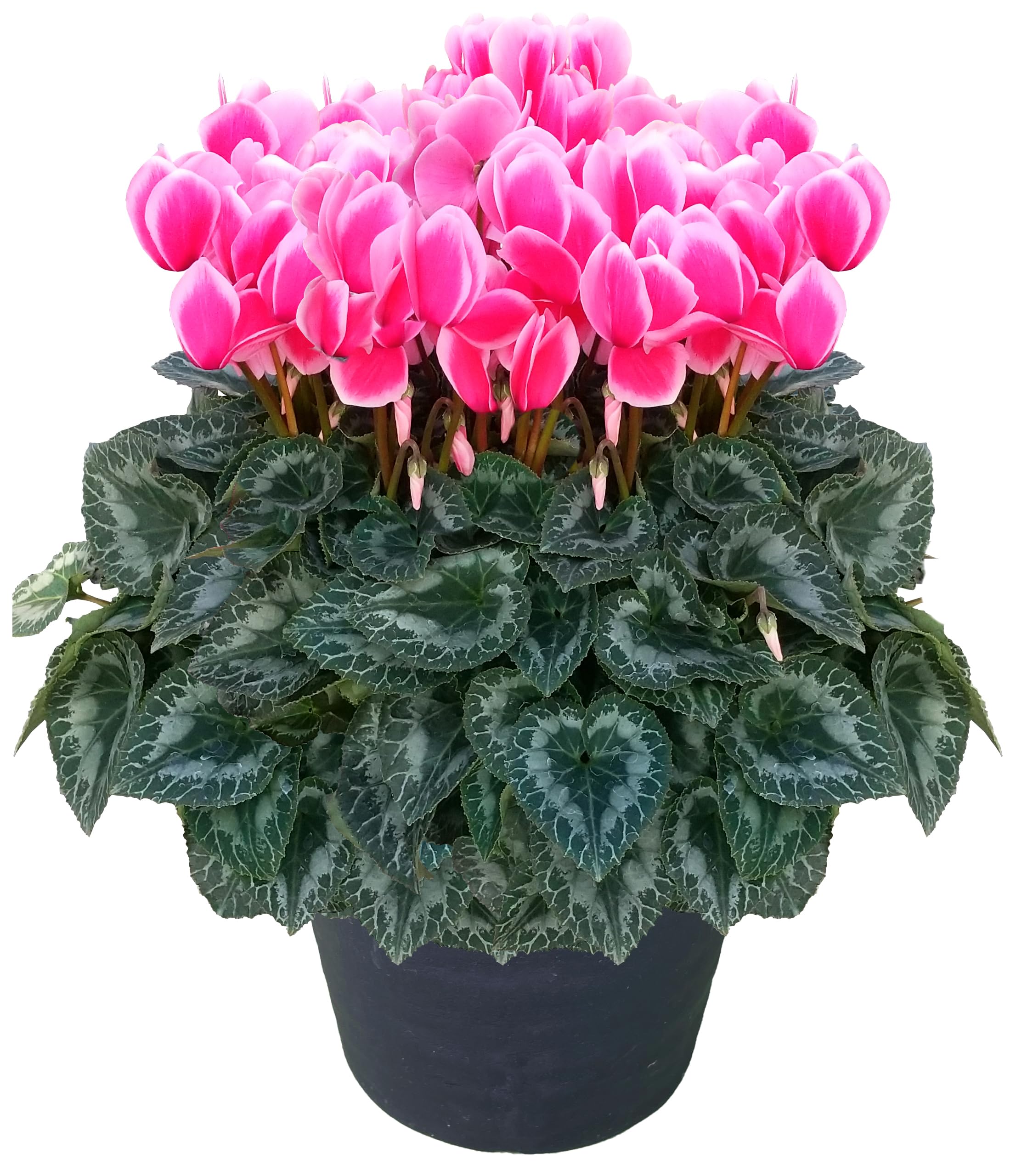 Amazon | 花のギフト社 シクラメン ギフト プレゼント 花 鉢植え 鉢花